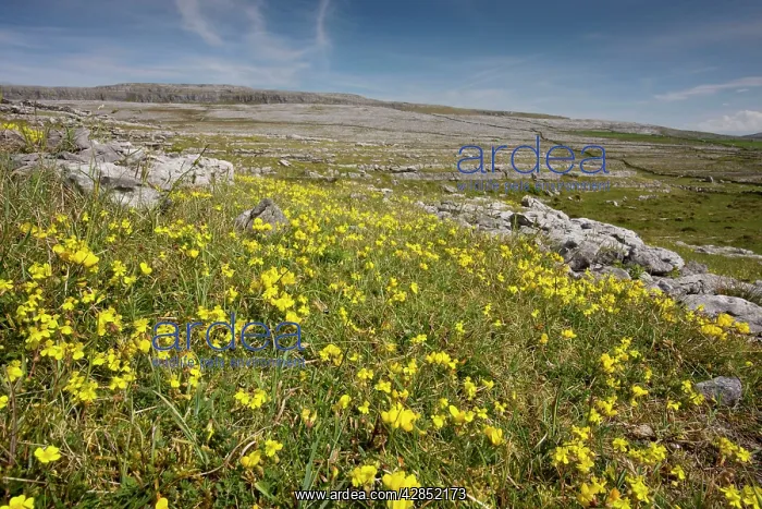: Hoary Rockrose and Bird's Foot Trefoil on limestone : Hoary Rockrose and Bird's Foot Trefoil on limestone