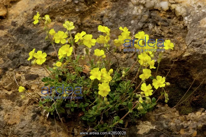 : Hoary Rockrose - in flower. Very rare in UK : Hoary Rockrose - in flower. Very rare in UK