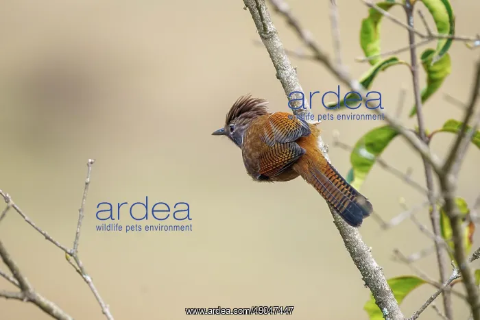 : Hoary-throated barwing : Hoary-throated barwing