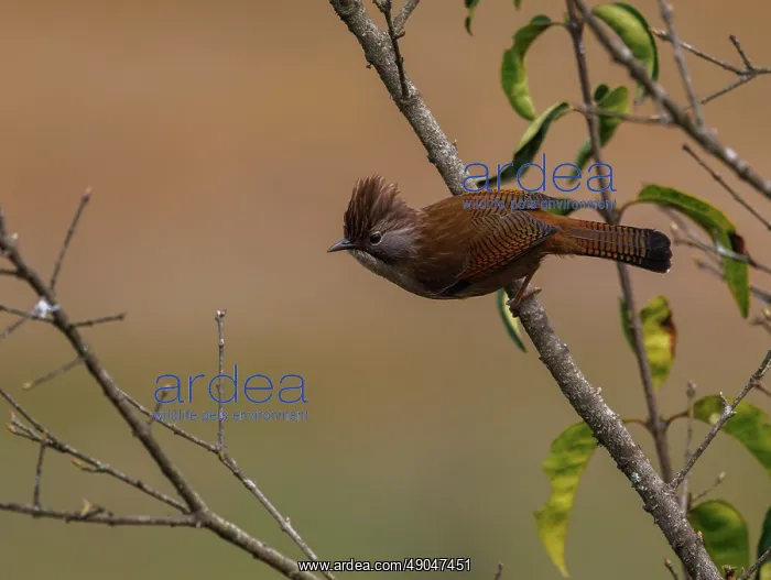 : Hoary-throated barwing : Hoary-throated barwing