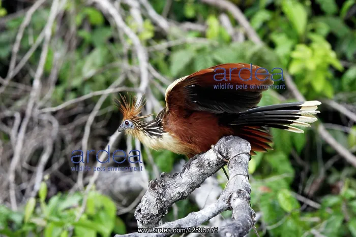 : Hoatzin (Opisthocomus hoazin). Lake Sandoval Peru : Hoatzin (Opisthocomus hoazin). Lake Sandoval Peru