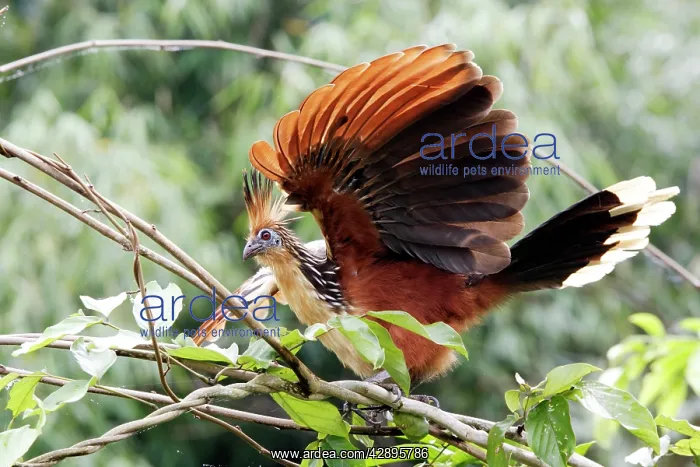 : Hoatzin (Opisthocomus hoazin). Lake Sandoval Peru : Hoatzin (Opisthocomus hoazin). Lake Sandoval Peru