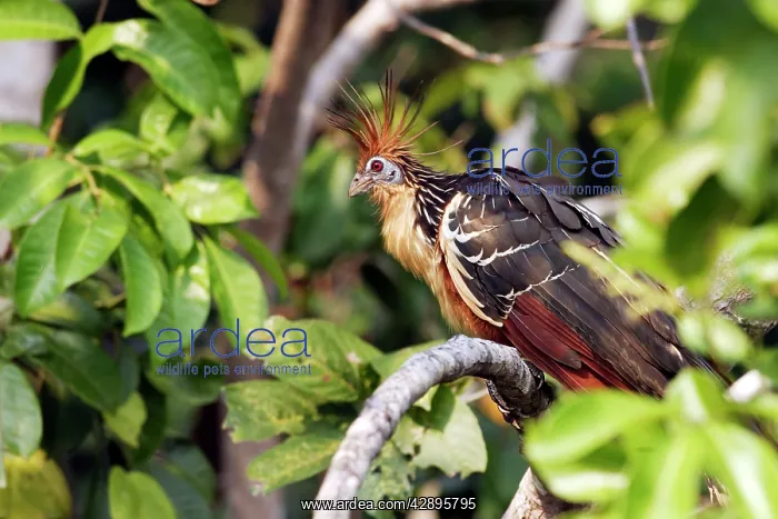: Hoatzin (Opisthocomus hoazin). Lake Sandoval Peru : Hoatzin (Opisthocomus hoazin). Lake Sandoval Peru