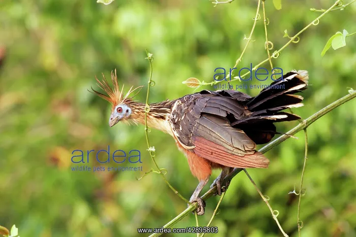  : Hoatzin (Opisthocomus hoazin). Lake Sandoval Peru