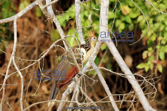 : Hoatzin (Opisthocomus hoazin) : Hoatzin (Opisthocomus hoazin)