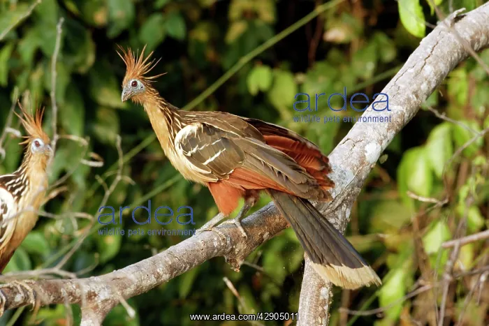 : Hoatzin (Opisthocomus hoazin). lake Sandoval, Amazon, Peru : Hoatzin (Opisthocomus hoazin). lake Sandoval, Amazon, Peru