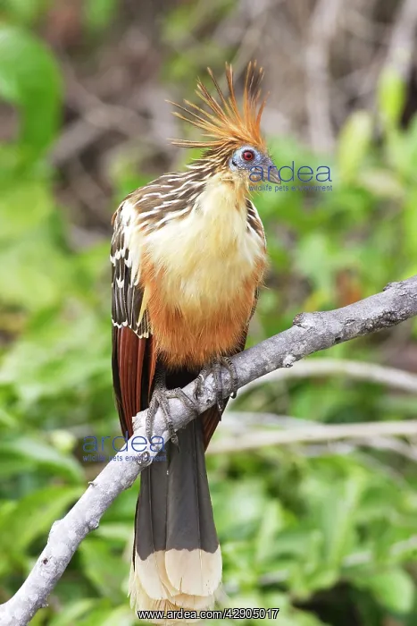 : Hoatzin (Opisthocomus hoazin). lake Sandoval, Amazon, Peru : Hoatzin (Opisthocomus hoazin). lake Sandoval, Amazon, Peru