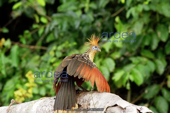 : Hoatzin (Opisthocomus hoazin). lake Sandoval Amazon Peru : Hoatzin (Opisthocomus hoazin). lake Sandoval Amazon Peru