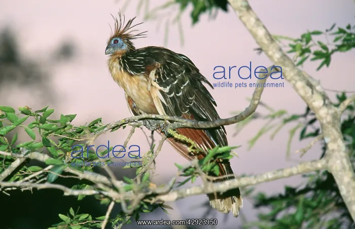 : Hoatzin (Opisthocomus hoazin). Amazon and Orinoco Basin, South America : Hoatzin (Opisthocomus hoazin). Amazon and Orinoco Basin, South America