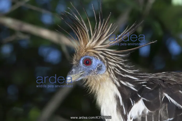 : Hoatzin portrait (Opisthocomus hoazin), State of Tocantins, Brazil : Hoatzin portrait (Opisthocomus hoazin), State of Tocantins, Brazil