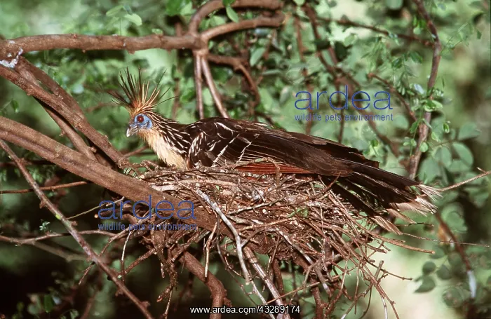 : HOATZIN - adult on nest : HOATZIN - adult on nest