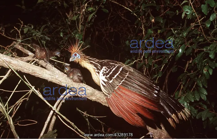 : HOATZIN - adult protecting chicks : HOATZIN - adult protecting chicks