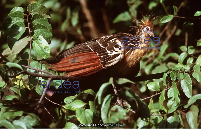 : HOATZIN - adult in tree : HOATZIN - adult in tree