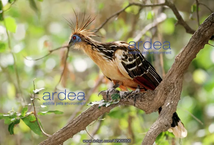 : HOATZIN BIRD - on branch, side view : HOATZIN BIRD - on branch, side view