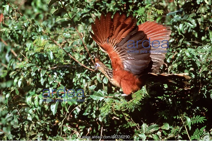 : HOATZIN BIRD - wings open in tree : HOATZIN BIRD - wings open in tree