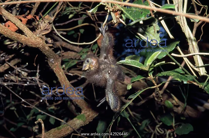 : Hoatzin - chick hanging from branch, wing hook visible : Hoatzin - chick hanging from branch, wing hook visible