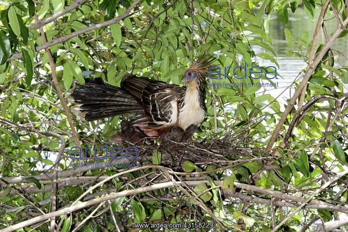 : Hoatzin with chicks : Hoatzin with chicks