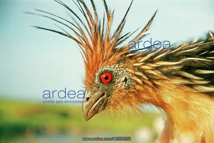 : HOATZIN - close-up of head showing red eye : HOATZIN - close-up of head showing red eye