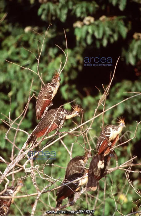 : HOATZIN - group in tree : HOATZIN - group in tree