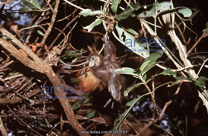 : HOATZIN - hanging from branch by its foot claws : HOATZIN - hanging from branch by its foot claws