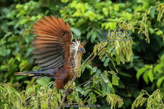  : Hoatzin, Los Llanos, Colombia