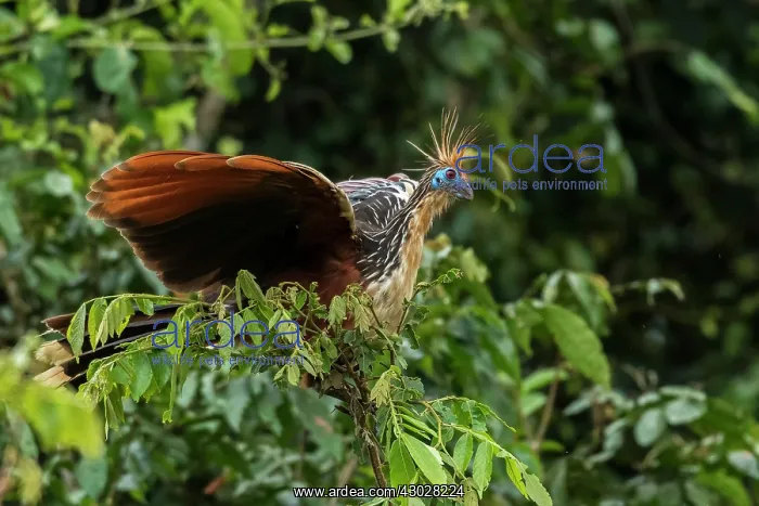  : Hoatzin, Los Llanos, Colombia