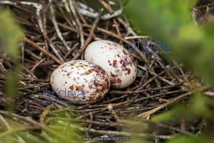  : Hoatzin, nest with eggs, Los Llanos, Colombia