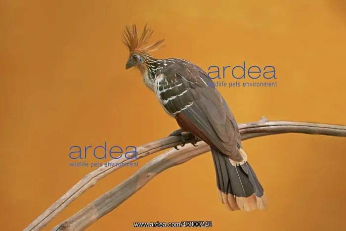 : Hoatzin (Opisthocomus hoazin) adult, perched on : Hoatzin (Opisthocomus hoazin) adult, perched on