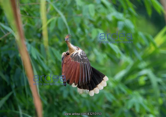 : Hoatzin (Opisthocomus hoazin), Tambopata, Amazon : Hoatzin (Opisthocomus hoazin), Tambopata, Amazon