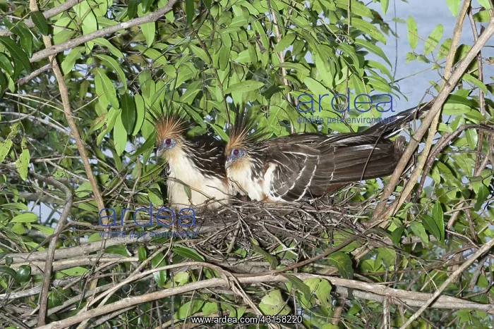 : Hoatzin pair on nest : Hoatzin pair on nest