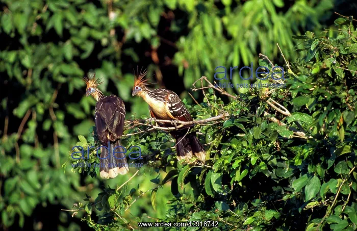 : Hoatzin - in tree : Hoatzin - in tree