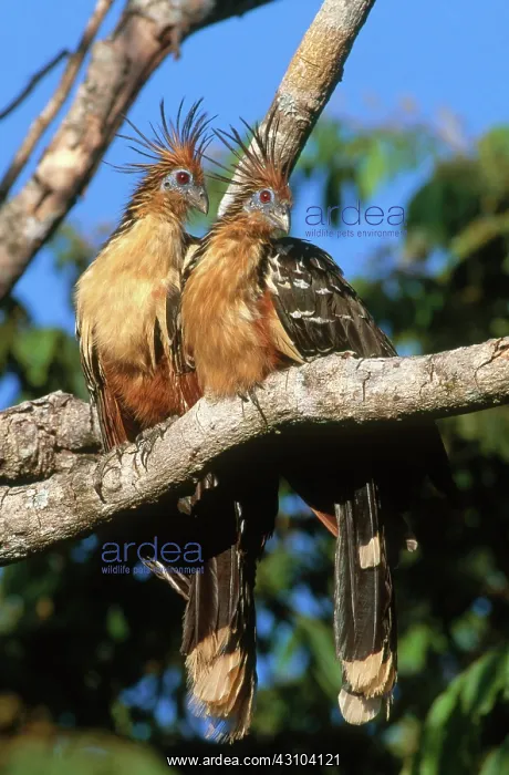 : Hoatzins. Two hoatzins (Opisthocomus hoazin) in Venezuela : Hoatzins. Two hoatzins (Opisthocomus hoazin) in Venezuela