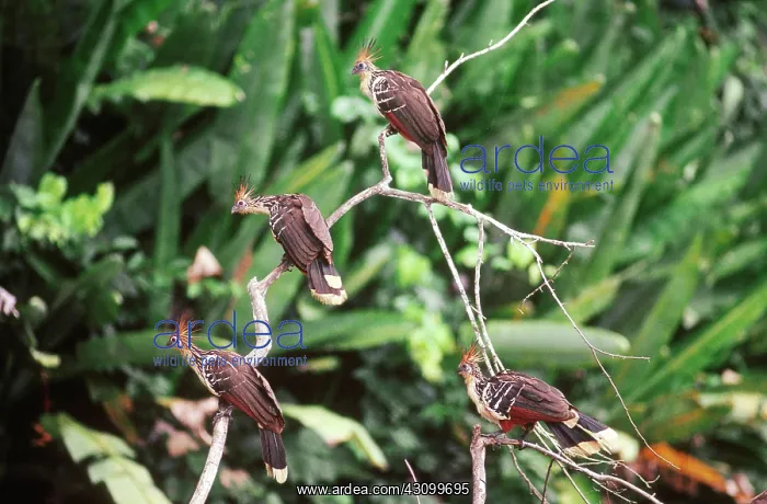 : Hoatzins perched on a low tree : Hoatzins perched on a low tree
