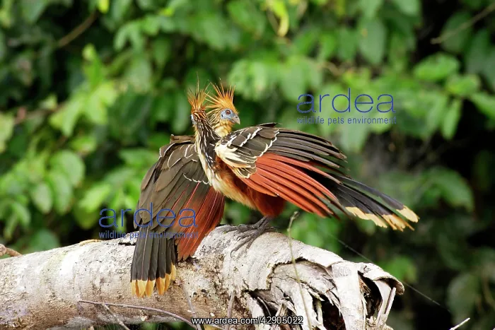 : Hoazin (Opisthocomus hoazin). lake Sandoval Amazon Peru : Hoazin (Opisthocomus hoazin). lake Sandoval Amazon Peru