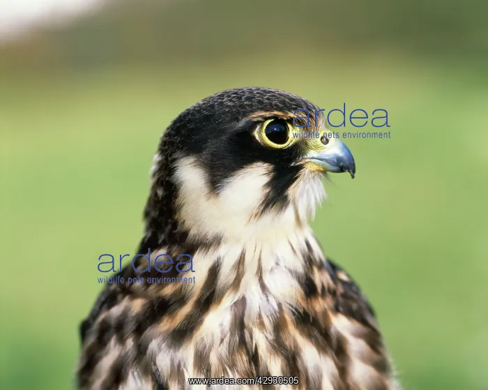 : HOBBY - CLOSE UP OF HEAD : HOBBY - CLOSE UP OF HEAD