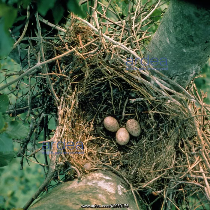 : Hobby - eggs in nest of crow : Hobby - eggs in nest of crow