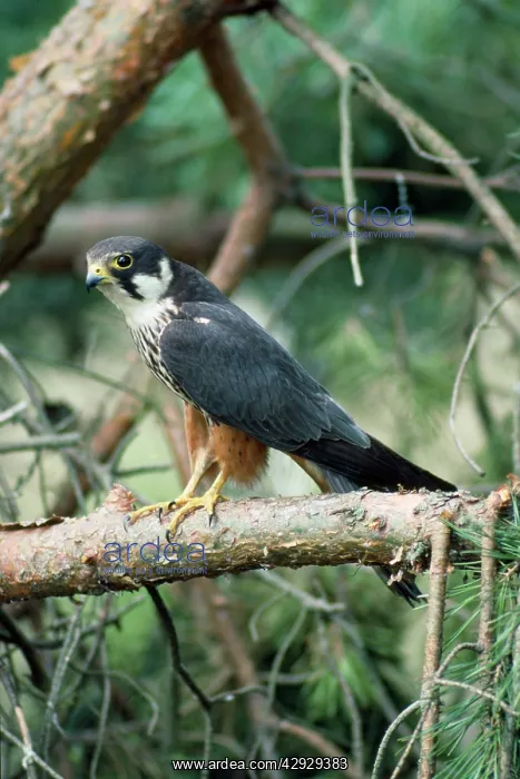  : HOBBY (Falco subbuteo)