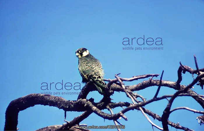 : HOBBY - juvenile, on branch : HOBBY - juvenile, on branch