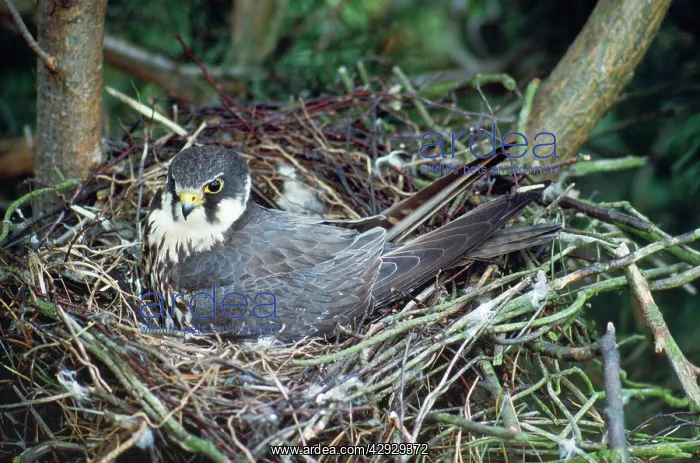  : Hobby - at nest