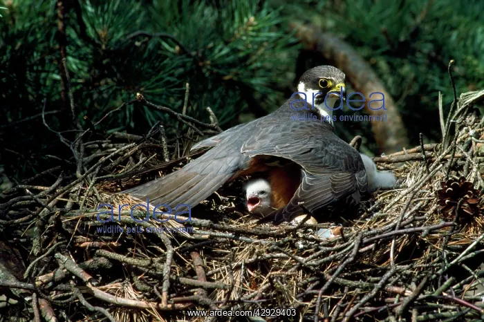 : HOBBY- on nest with chick : HOBBY- on nest with chick