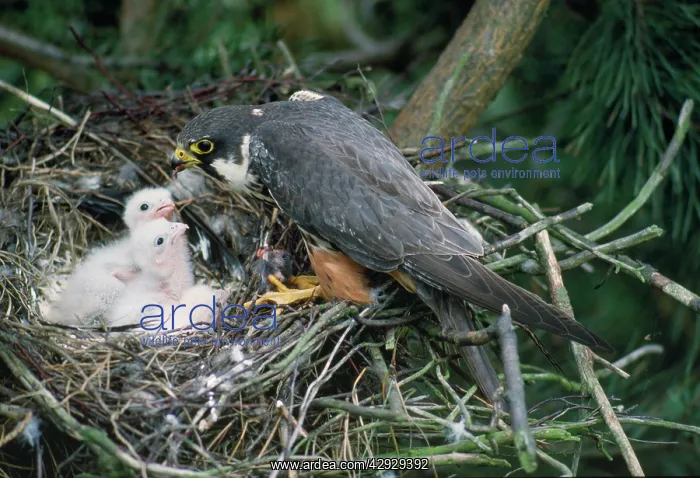 : Hobby - at nest feeding young : Hobby - at nest feeding young