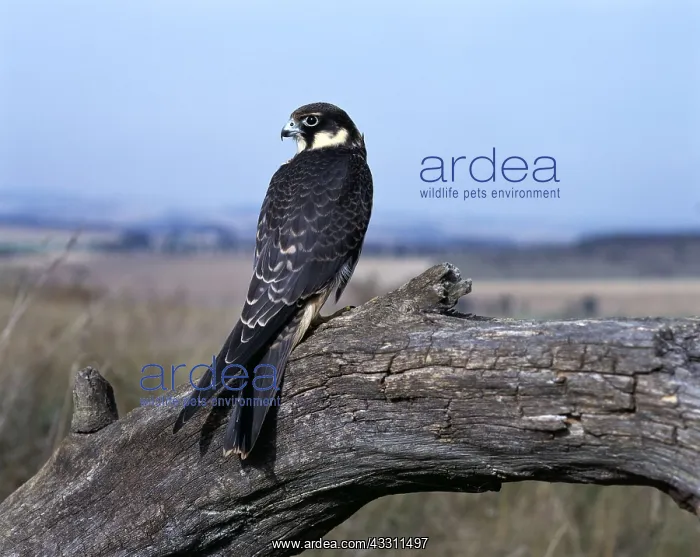 : Hobby - sits on branch : Hobby - sits on branch