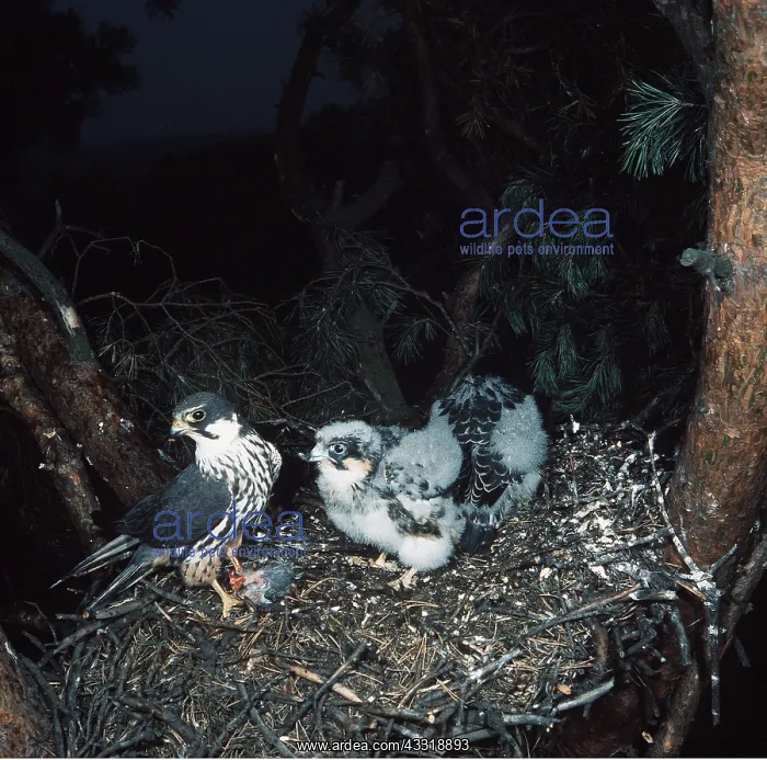 : HOBBY - with young on nest : HOBBY - with young on nest