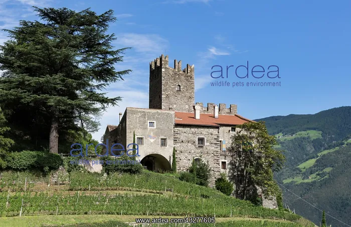 : Hochnaturns Castle above Naturns, 13th century fortress : Hochnaturns Castle above Naturns, 13th century fortress