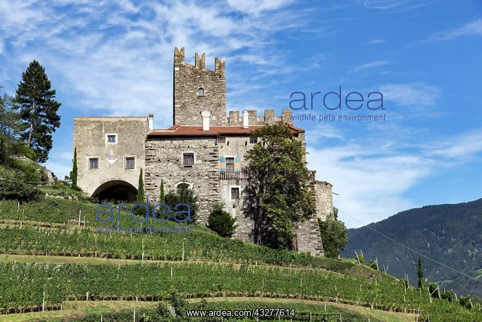: Hochnaturns Castle above Naturns, 13th century fortress : Hochnaturns Castle above Naturns, 13th century fortress