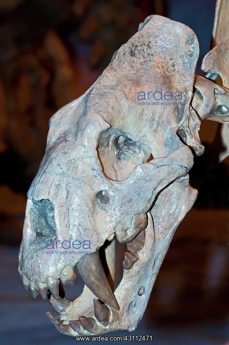 : Hodsons Scimitar Tooth Cat : Hodsons Scimitar Tooth Cat