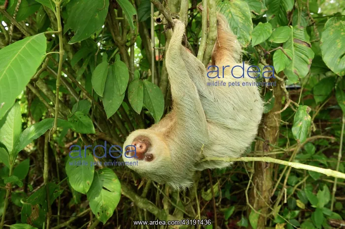 : Hoffmann's two-toed sloth (Choloepus hoffmanni) : Hoffmann's two-toed sloth (Choloepus hoffmanni)