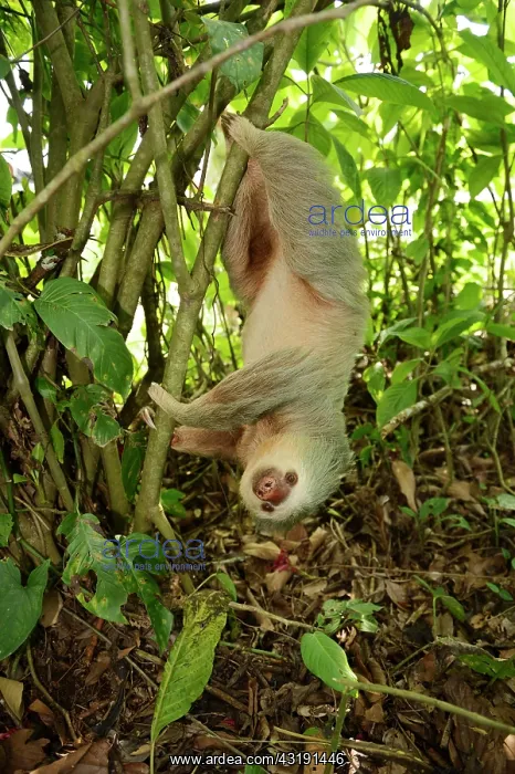 : Hoffmann's two-toed sloth (Choloepus hoffmanni) : Hoffmann's two-toed sloth (Choloepus hoffmanni)