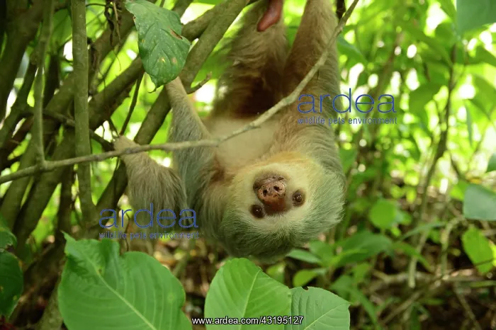 : Hoffmann's two-toed sloth (Choloepus hoffmanni) : Hoffmann's two-toed sloth (Choloepus hoffmanni)