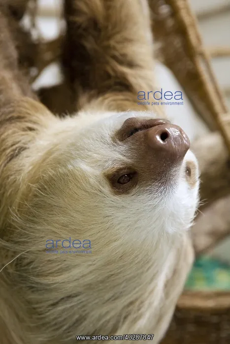 : Hoffmann's Two-toed Sloth, Choloepus hoffmanni : Hoffmann's Two-toed Sloth, Choloepus hoffmanni